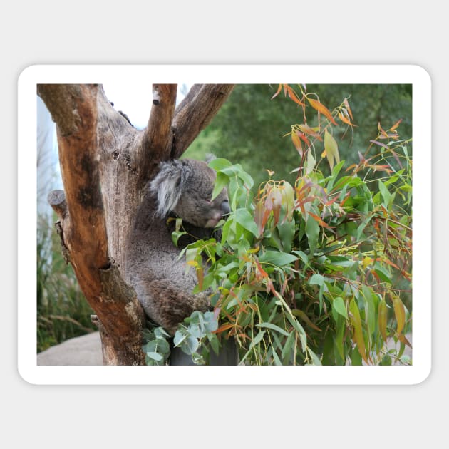 Koala bear having a nap Sticker by fantastic-designs